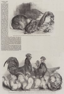 Exposition de volaille au Crystal Palace